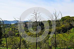 Trees at Strunjan nature reserve