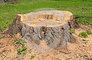 Trees stump with green grass in the forest