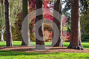 Trees and stunning autumn colours in the garden at RHS Wisley, near Woking in Surrey UK.