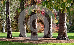 Trees and stunning autumn colours in the garden at RHS Wisley, near Woking in Surrey UK.