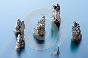 Trees submerged into water photo