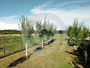 Trees in the summer at farm