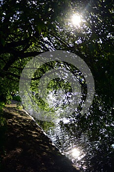 Trees in a summer park. A pond and trees reflection. Sunrays through trees