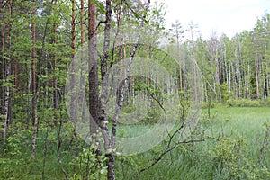 In the Russian forest