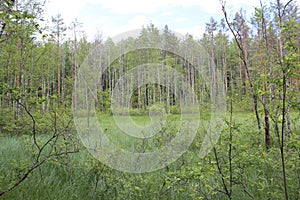 Swamp in the Russian forest