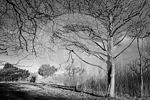 Trees on summit of Arnside Knott