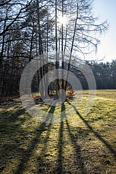 Trees with sun rays in park, Budmerice, Slovakia