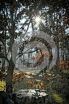 Trees with sun rays in park, Budmerice, Slovakia