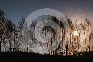 Trees and sun reflections in water