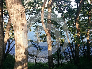 Trees , sun and sea