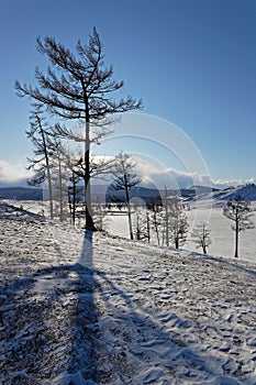 Trees in the sun and a white landscape