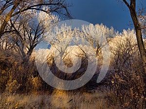 Trees in Sunlight...Approaching Storm