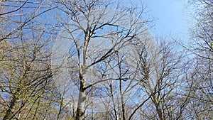 Trees in sunlight, beginning of spring in forest