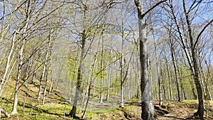 Trees in sunlight, beginning of spring in forest