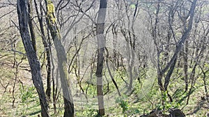 Trees in sunlight, beginning of spring in forest