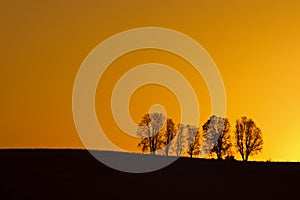 Trees at Sunrise