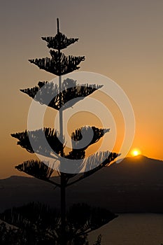 Trees at sunset