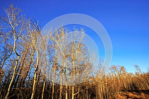 Trees at sunset, Elk Island National Park