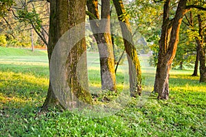 Trees during sunset in the park near Sliac spa resort