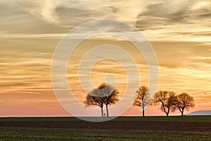 Trees at sunset with walker, Pfalz, Germany