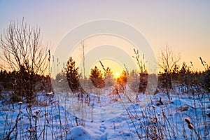 Trees during sunset in winter evening. Snow covered spruce branches in the rays of the evening winter sun