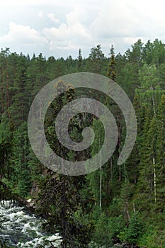 Trees surrounding river