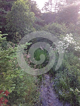 Trees surrounding river newfoundland