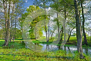 Árboles en pantano. naturaleza reservar 