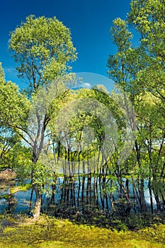 Árboles en pantano más cercano un rio polonia 