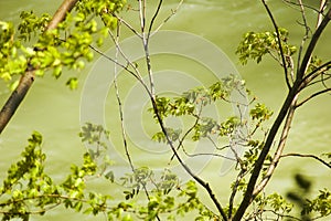 Trees Swaying In The Breeze