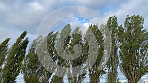 Trees swaying in the wind