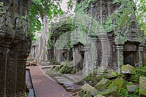 Trees in Ta Prohm, Angkor Wat