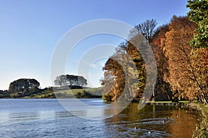 Trees at Talkin Tarn, on an Autumn day.