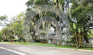 Trees in Tavares, Florida photo