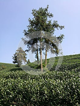 TREES IN TEA PLANTATION