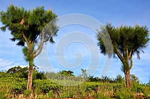 Trees and tea plantations