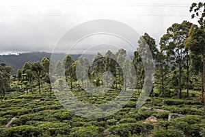 Trees into Tea plantations. Ella, Sri Lanka.