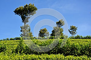 Trees at tea plantations, Sri Lanka