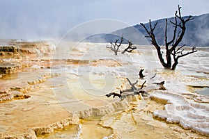 Trees and Terrace, Mammoth Hot Springs