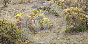 Trees on a Texas Hill Country hillside during spring