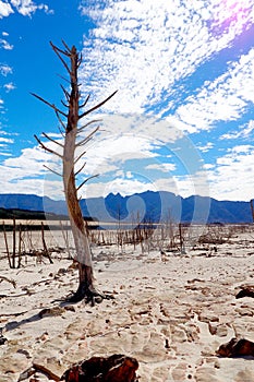 Trees in Theewaterskloof Dam, Cape Town`s main dam, with extremely low levels