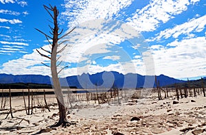 Trees in Theewaterskloof Dam, Cape Town`s main dam, with extremely low levels
