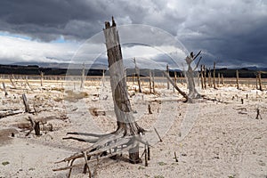 Trees in Theewaterskloof Dam, Cape Town`s main dam, with extremely low levels