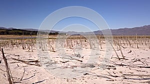 Trees in Theewaterskloof Dam, Cape Town`s main dam, with extremely low levels