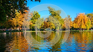 Trees in their autumn clothes