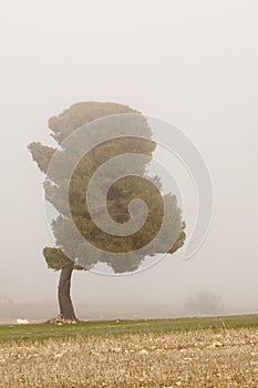 Trees in their natural environment in the middle of nature.