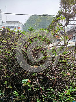 trees with thorns in the rain