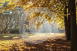 Trees in Tiergarten in Berlin