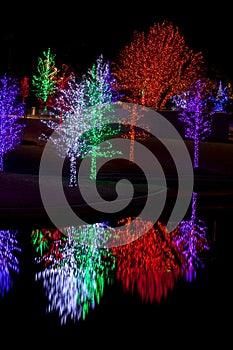 Trees tightly wrapped in LED lights for the Christmas holidays