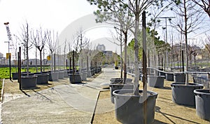 trees to transplant in the Plaza de Les Glorias Catalanas in Barcelona photo